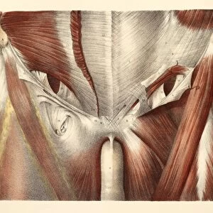 Groin muscles, 1831 artwork