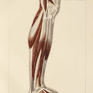 Lower leg muscles, 1831 artwork