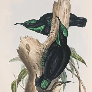 Paradise riflebirds, 19th century artwork C013 / 6426