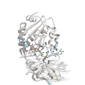 SIRT3 molecule, artwork C017 / 3657