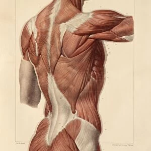 Superficial back muscles, 1831 artwork