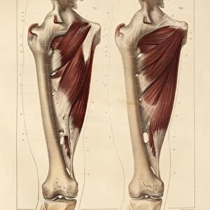Thigh muscle anatomy, 1831 artwork
