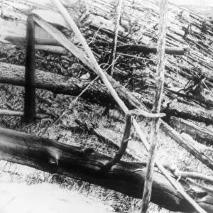 Trees damaged in the Tunguska event