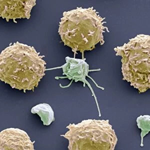 White blood cells and platelets, SEM C016 / 3099