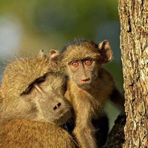 Adult and infant chacma baboon (Papio ursinus), Kruger National Park, South Africa