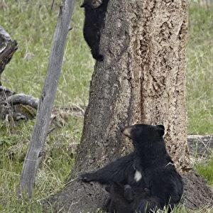 Black bear (Ursus americanus) sow and two cubs-of-the-year, one nursing and one coming down from a tree, Yellowstone National Park, Wyoming, United States of America, North America