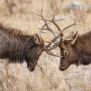 Bull elk (Cervus canadensis) fighting in rut in Rocky Mountain National Park, Colorado, United States of America, North America