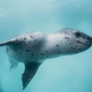 A curious male leopard seal (Hydrurga leptonyx), underwater at Monroe Island