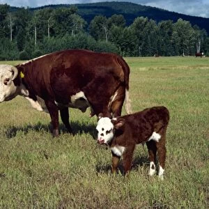 Day old calf, British Columbia, Canada, North America