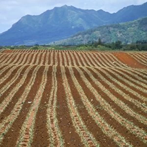 Fields of pineapples owned by Delmonte