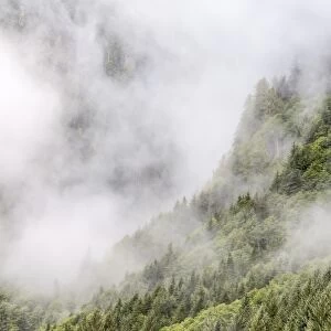 Fog-shrouded forest near Juneau, Southeast Alaska, United States of America, North America