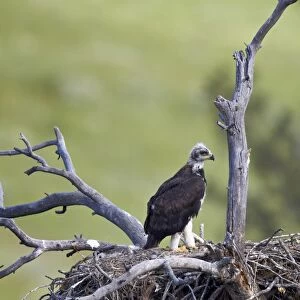 Golden Eagle (Aquila chrysaetos) chick about 50 days old, Stillwater County, Montana, United States of America, North America