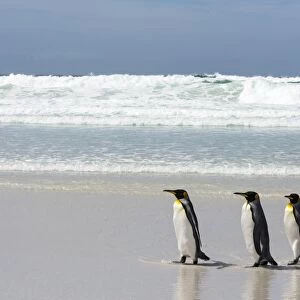 King penguin (Aptenodytes patagonica) on Volunteer Point beach, Falkland Islands