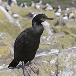 Shags Related Images