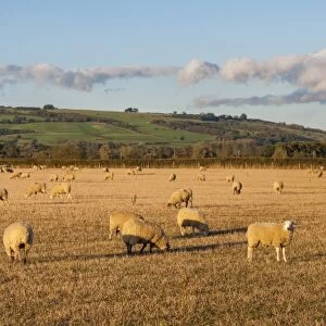 Sheep in the Cotswolds, Tewkesbury, Gloucestershire, England, United Kingdom, Europe