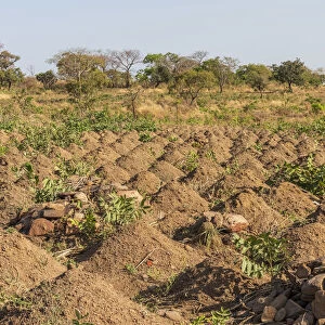 Africa, Benin, Taneka mountain. Cultivated field with cassava