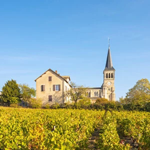 France, Auvergne-Rhone-Alpes, Beaujolais crus wine region, Chenas