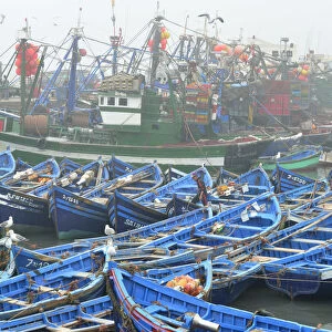 Traditional fishing boats in the busy fishing harbour of Essaouira, the third in