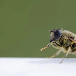 Drone Fly (Eristalis tenax) resting on garden furniture, legs up. Argyll, Scotland, UK