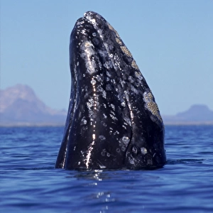 Grey whale (Eschrichtius robustus) spy hopping Baja California, Mexico