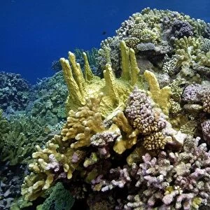 Highly diverse coral reef, mainly fire coral, Millepora platyphylla, and cauliflower coral, Pocillopora meandrina, Namu atoll, Marshall Islands (N. Pacific)
