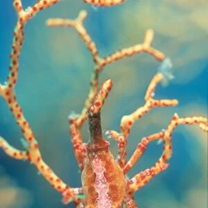 Xeno or Black Coral Crab, (Xenocarcinus conicus) on Sea Fan. Lembeh Strait, Sulawesi, Indonesia