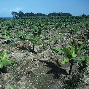 West Indies, Martinique, General, Rows of young banana plants