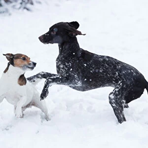 Dogs play in the snow in Pitlochry, in Scotland