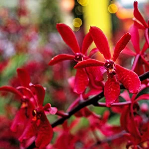 Renanthera Singaporeans hybrid orchids are seen during the Orchid Extravaganza 2019