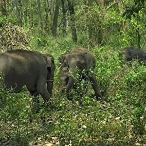 Asian Elephant (Elephas maximus) herd, feeding in forest habitat, Kabani Forest, Nagarhole N. P. Karnataka, India