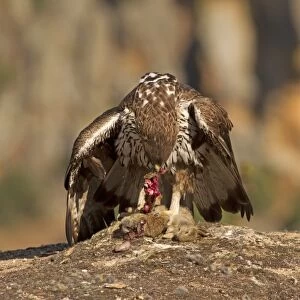 Bonellis Eagle (Aquila fasciata) adult, feeding on European Rabbit (Oryctolagus cuniculus) prey, Castilla y Leon