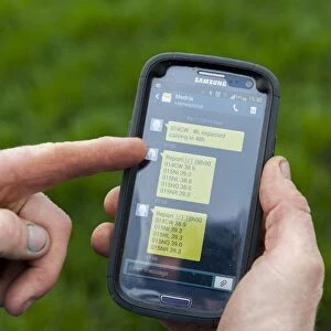 Cattle farming, farmer recieving text message from electronic thermometer, letting him know cow is calving, England