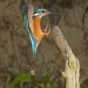 Common Kingfisher (Alcedo atthis) adult male, in flight, landing on branch, Suffolk, England, may