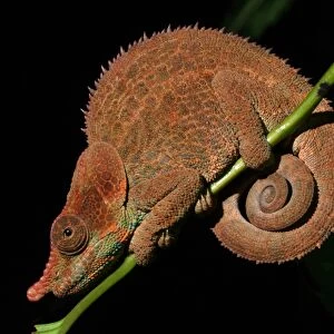 Cryptic Chameleon (Calumma crypticum) adult male, clinging to stem in rainforest, Ranomafana N. P. Eastern Madagascar, august