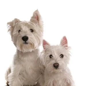 Domestic Dog, West Highland Terrier, adult and puppy, sitting