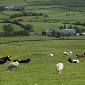 Domestic Sheep, flock, and Domestic Cattle, beef herd, grazing together in upland pasture, Lancashire, England, June
