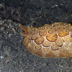 Forskals Pleurobranchus Seaslug (Pleurobranchus forskalii) adult, crawling on black sand, Lembeh Straits, Sulawesi