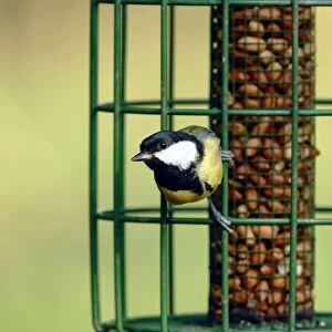Great Tit (Parus major) adult, perched on squirrel-proof birdfeeder with peanuts, Woods Mill Nature Reserve