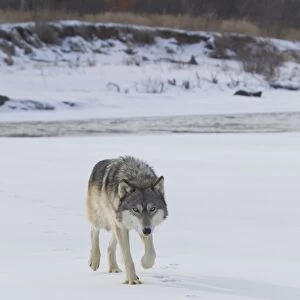 Grey Wolf (Canis lupus) adult, walking in snow following tracks made by another wolf, Minnesota, U. S. A