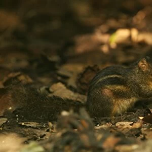 Indochinese Ground Squirrel (Menetes berdmorei) adult, feeding on forest floor, Kaeng Krachan N. P. Thailand, november
