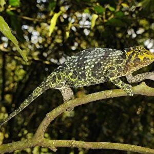 Johnstons Three-horned Chameleon (Trioceros johnstoni) adult female, climbing along branch, Kahuzi-Biega N. P