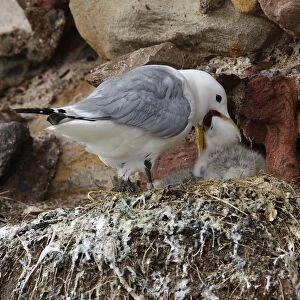 Kittiwake (Rissa tridactyla) adult feeding chick, nesting colony on red sandstone castle wall, Dunbar Castle, Dunbar Harbour, East Lothian, Scotland, july