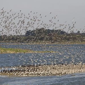 Knot (Calidris canutus) and Eurasian Oystercatcher (Haematopus ostralegus) mixed flock, in flight over coastal lagoon habitat, Snettisham, Norfolk, England, november
