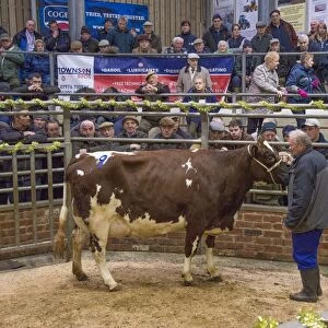 Livestock market, selling Ayrshire dairy cow in auction ring, Gisburn, Lancashire, England, December