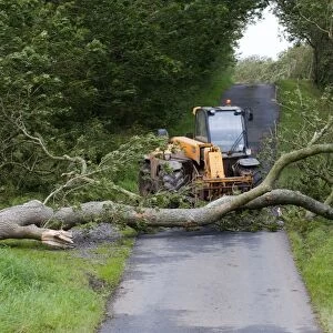 Mature tree fallen across road during storm being moved by farmer with loader, England, september