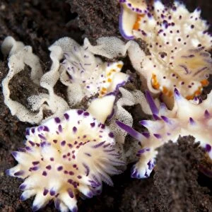 Multi-pustuled Mexichromis Nudibranch (Mexichromis multituberculata) adults, group with eggs on sand, Seraya, Bali