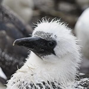 Northern Gannet (Morus bassanus) chick, close-up of head, wet during rainfall, Bass Rock, Firth of Forth, East Lothian