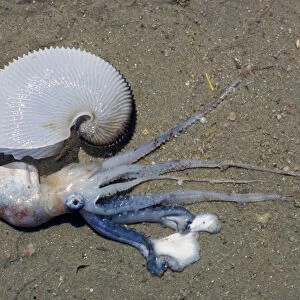 Paper Nautilus (Argonauta argo) Living female removed from shell / Krassa Beach, Skiathos
