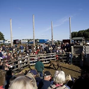 Pony in auction ring at sale, New Forest, Hampshire, England, october