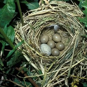Sedge Warbler (Acrocephalus schoenobagnus) Nest with Cuckoo eggs